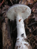 Amanita cinereoconia image