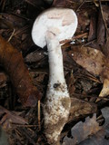 Amanita cinereoconia image