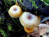 Arrhenia epichysium image