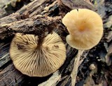 Arrhenia epichysium image