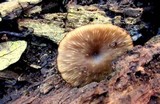 Arrhenia epichysium image