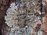 Parmelinopsis horrescens image