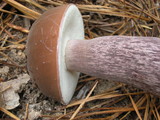 Tylopilus plumbeoviolaceus image