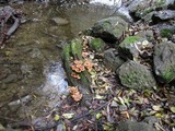 Armillaria nabsnona image