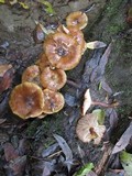 Armillaria nabsnona image