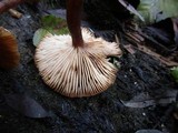 Armillaria nabsnona image