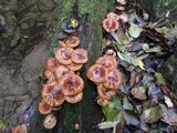 Armillaria nabsnona image