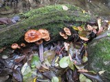 Armillaria nabsnona image