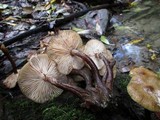 Armillaria nabsnona image