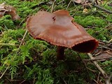Cortinarius californicus image