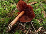 Cortinarius californicus image