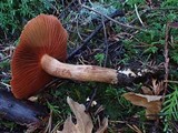 Cortinarius californicus image
