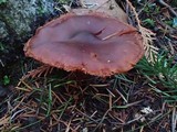 Cortinarius californicus image