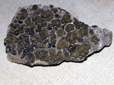Peltula euploca image