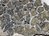 Peltula euploca image