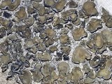 Peltula euploca image