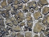 Peltula euploca image