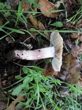 Inocybe adaequata image