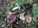 Inocybe adaequata image