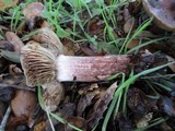 Inocybe adaequata image