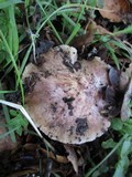 Inocybe adaequata image