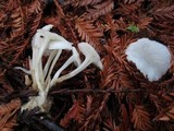 Cuphophyllus virgineus image