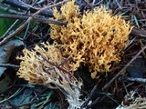 Phaeoclavulina myceliosa image