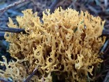 Phaeoclavulina myceliosa image