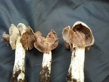 Helvella maculata image