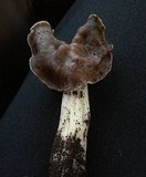 Helvella maculata image