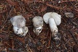 Tricholoma pardinum image