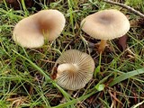 Clitocybe brumalis image