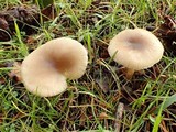 Clitocybe brumalis image