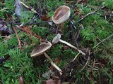 Hebeloma mesophaeum image