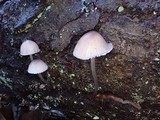 Mycena elegantula image