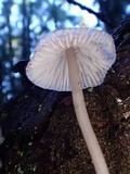 Mycena elegantula image