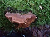 Leptoporus mollis image