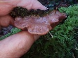 Leptoporus mollis image