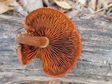 Gymnopilus liquiritiae image