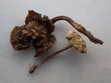 Hygrocybe monteverdae image