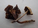 Hygrocybe monteverdae image