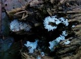 Ceratiomyxa fruticulosa var. fruticulosa image