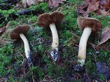 Cortinarius infractus image