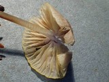 Mycena aurantiomarginata image
