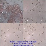 Tricholomopsis rutilans image