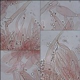 Tricholomopsis rutilans image