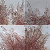 Tricholomopsis rutilans image