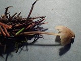 Mycena aurantiomarginata image