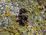 Melanelixia californica image