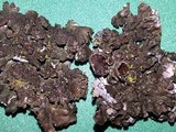 Melanelixia californica image